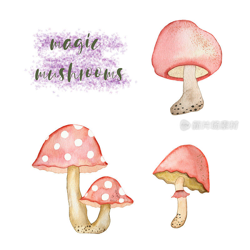This watercolor illustration of a set of pink magic mushrooms is hand drawn with watercolors and is suitable for all kinds of designs.
